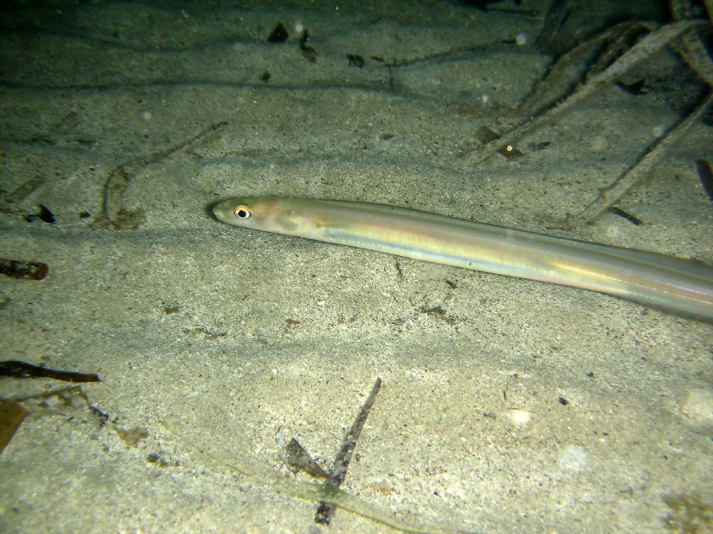 Ariosoma balearicum